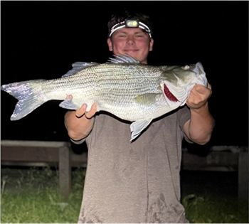 SHEMUEL MALLY's Wiper (Hybrid Striped Bass) 27.5inch