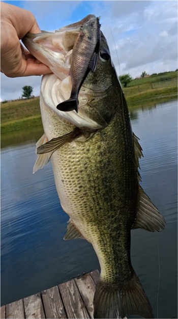 JOSEPH DORSCH's Largemouth Bass 22inch, 06-08-26