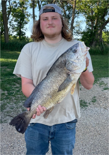 KADON LAMPE's Freshwater Drum 27inch, 06-09-26