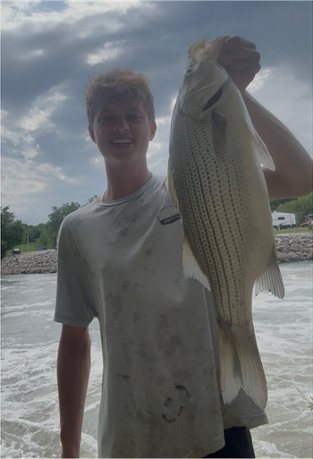 BEN FUGMAN's Wiper (Hybrid Striped Bass) 24inch, 06-10-26