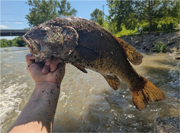 QUINTIN MORENO's Smallmouth Bass 21.5inch, 06-17-26