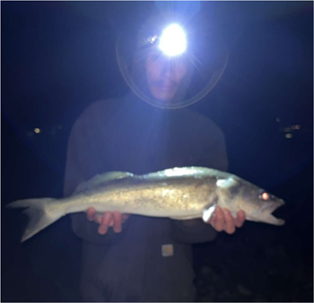 WILLIE VEAL's Walleye 26.1inch