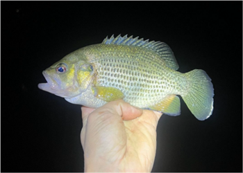 WILLIE VEAL's Rock Bass 9.25inch, 06-21-26