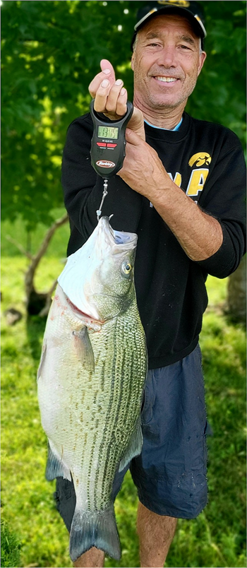 Creighton Whitehill's Wiper (Hybrid Striped Bass) 30inch, 06-22-26