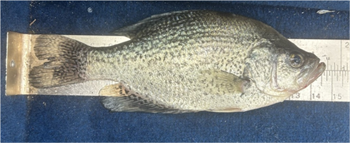 DON TOUNSLEY's Black Crappie 14.5inch, 06-25-26