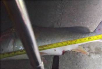 SHAUN GRAF's Freshwater Drum 30inch, 06-16-26