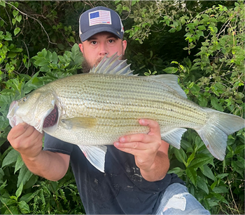 CALLEN JAHNKE's Wiper (Hybrid Striped Bass) 26inch