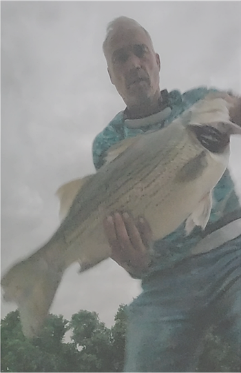 Creighton Whitehill's Wiper (Hybrid Striped Bass) 28inch, 06-17-26