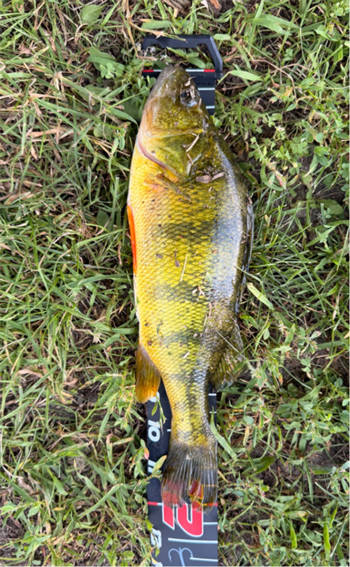 LING-CHUN WANG's Yellow Perch 12.25inch, 07-19-26