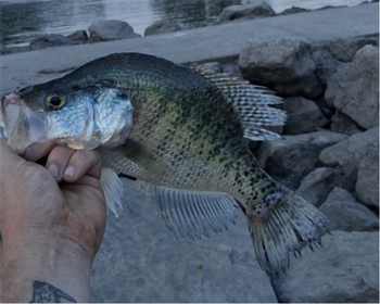 Colton orndorff's White Crappie 14inch, 07-26-26