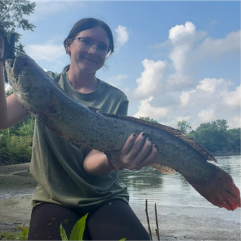 MADISON BIXBY's Bowfin 29inch