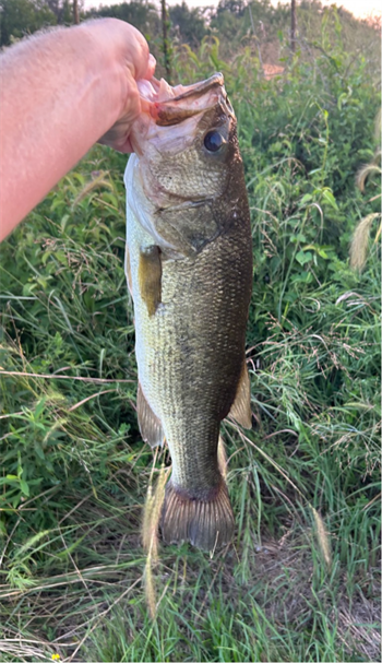 DOUGLAS WARNOCK's Largemouth Bass 20.5inch