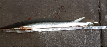 SHAUN GRAF's Shortnose gar 26inch, 08-16-26