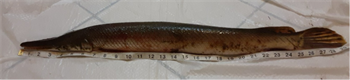 SHAUN GRAF's Shortnose gar 29.5inch, 08-20-26