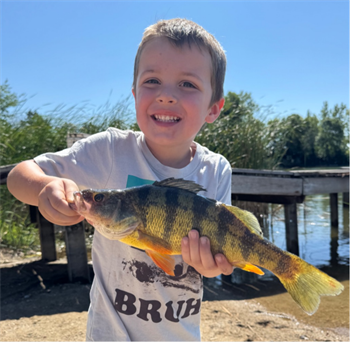 Graham Garman's Yellow Perch 12.75inch, 08-22-26