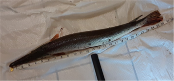 SHAUN GRAF's Shortnose gar 26.5inch, 08-04-26