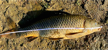 JOHN LAMOS's Common Carp 34inch, 06-25-24
